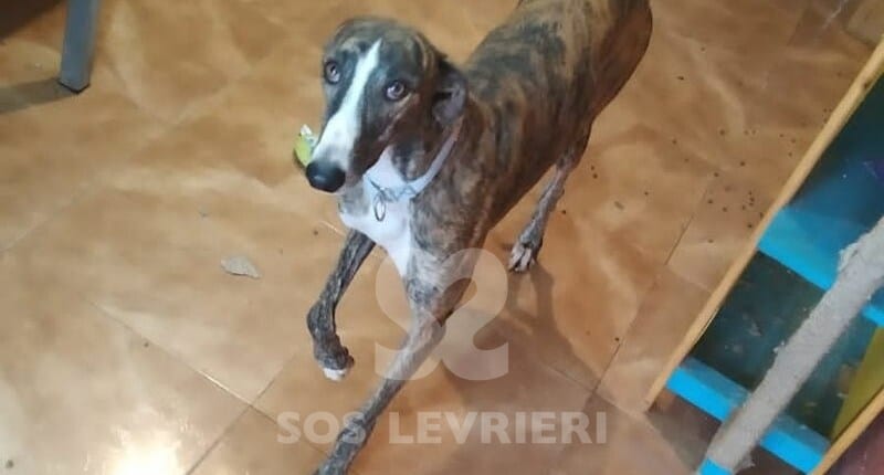 Navarro Galgo