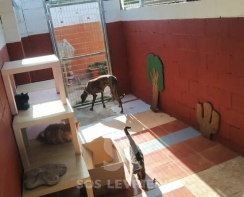 Navarro Galgo