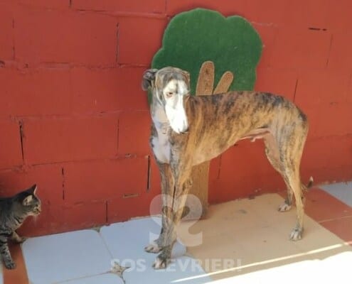 Navarro Galgo