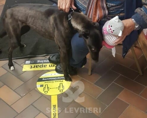Nel Greyhound