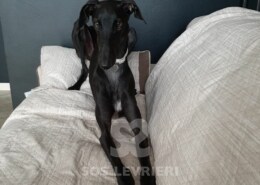 Nereide Galgo