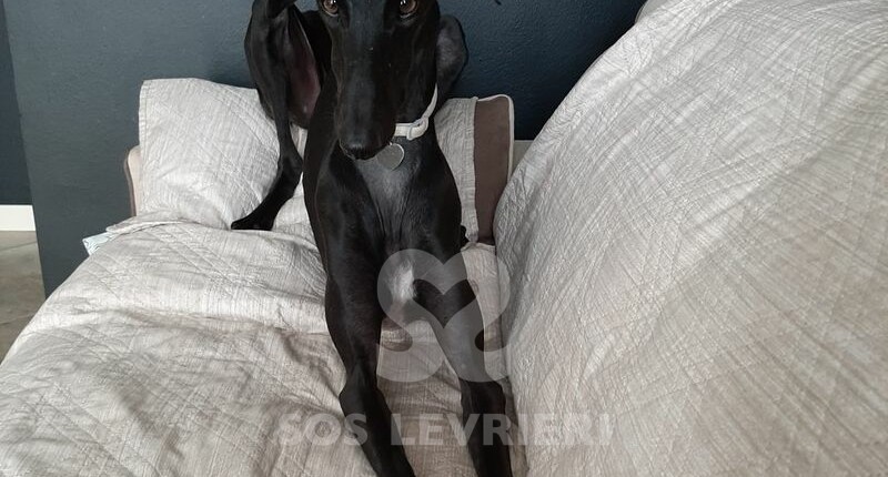 Nereide Galgo
