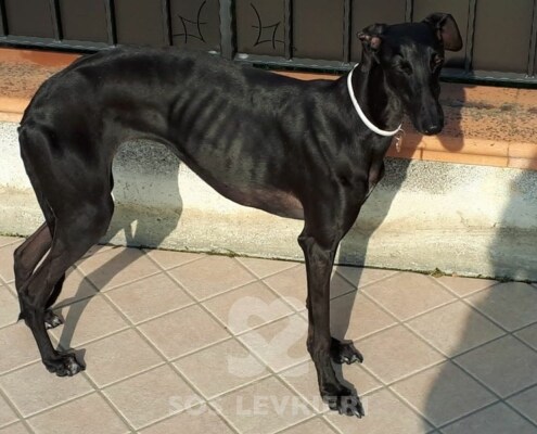 Nereide Galgo