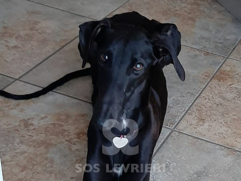 Nereide Galgo
