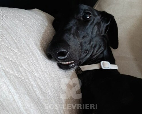 Nereide Galgo