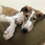 Nevio Borzoi