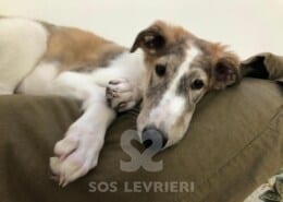 Nevio Borzoi
