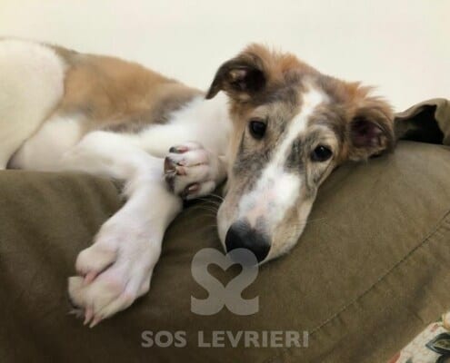 Nevio Borzoi