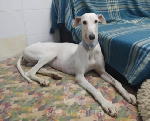 Nivea Galgo