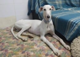 Nivea Galgo