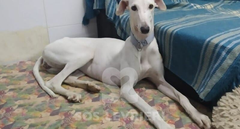 Nivea Galgo