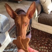 Preparazione biscotti