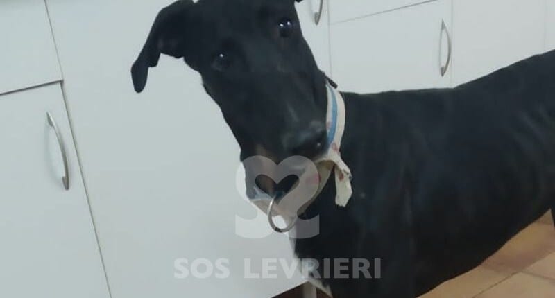 Ruben Galgo