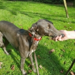 Rubin Greyhound