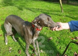 Rubin Greyhound