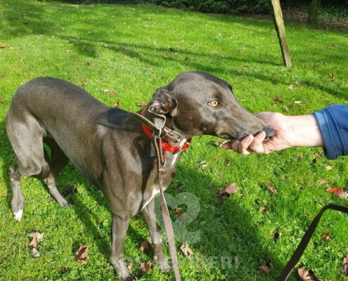 Rubin Greyhound