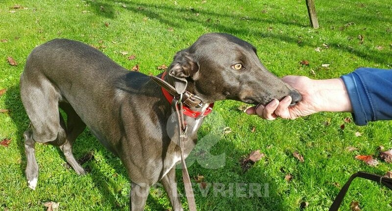 Rubin Greyhound