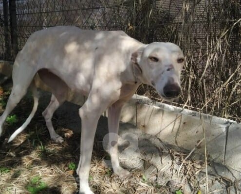 Silvana 2 Galgo