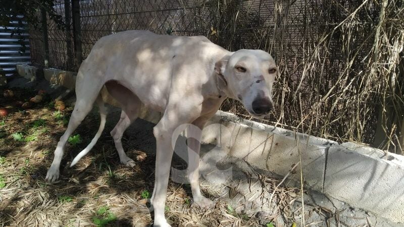 Silvana 2 Galgo