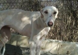 Silvana 2 Galgo