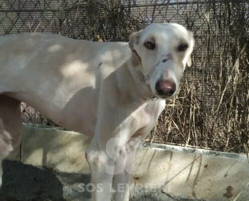 Silvana 2 Galgo