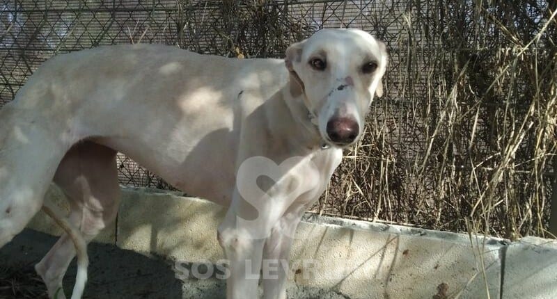 Silvana 2 Galgo