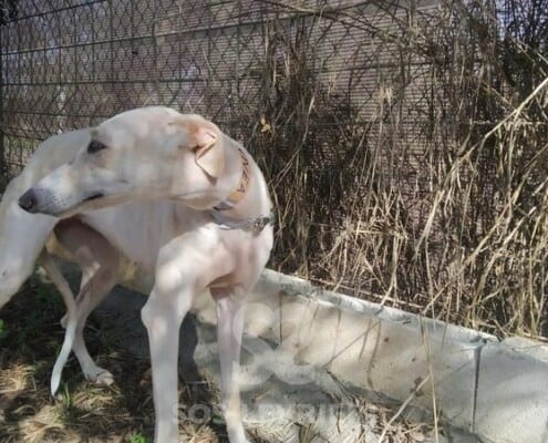 Silvana 2 Galgo