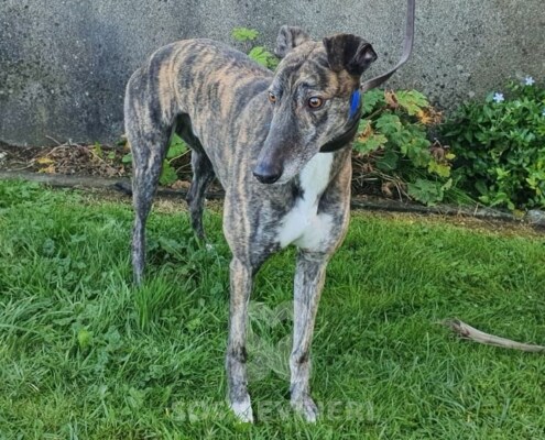 Toby 2 Greyhound