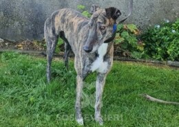 Toby 2 Greyhound
