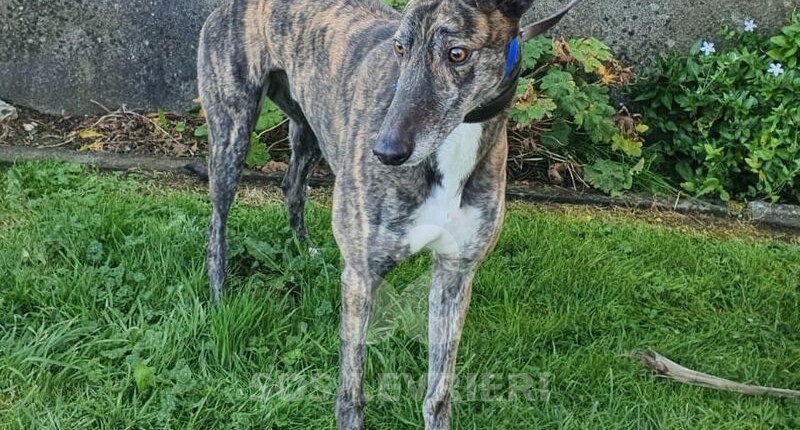 Toby 2 Greyhound