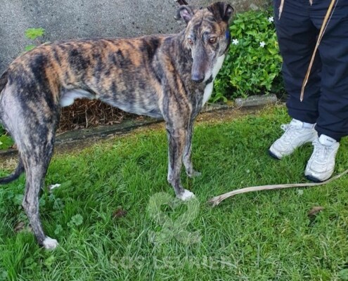 Toby 2 Greyhound