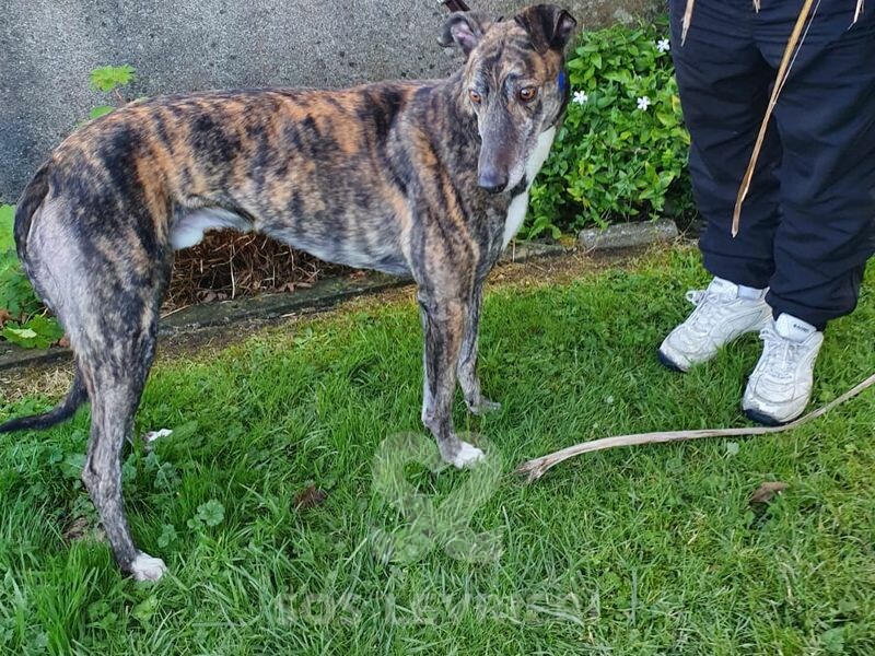 Toby 2 Greyhound