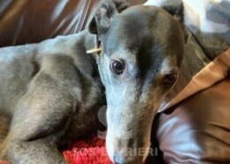 Vic Greyhound
