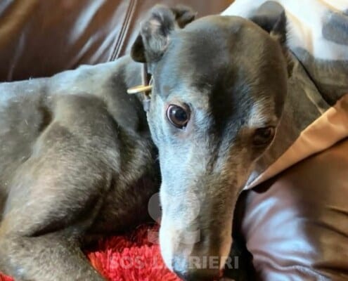 Vic Greyhound