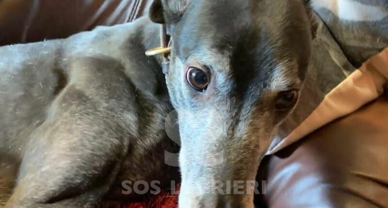 Vic Greyhound
