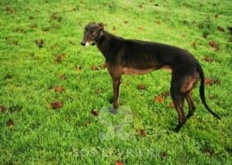 Walt Greyhound