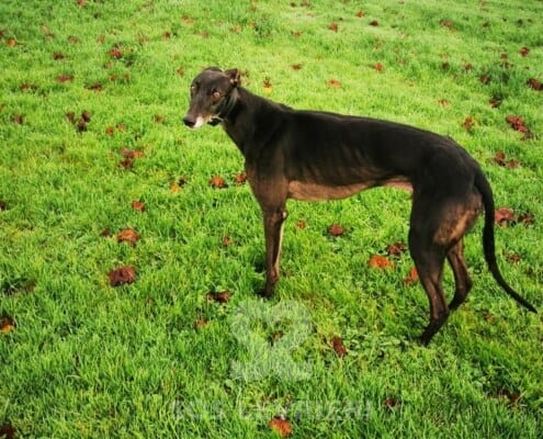 Walt Greyhound