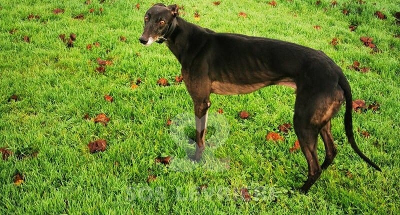 Walt Greyhound