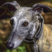 Arrivo Greyhound 12 Dicembre 2020