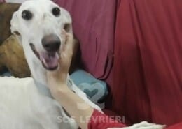 Aika Galgo