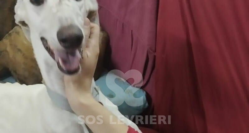 Aika Galgo
