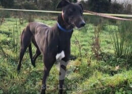 Ali 2 Greyhound