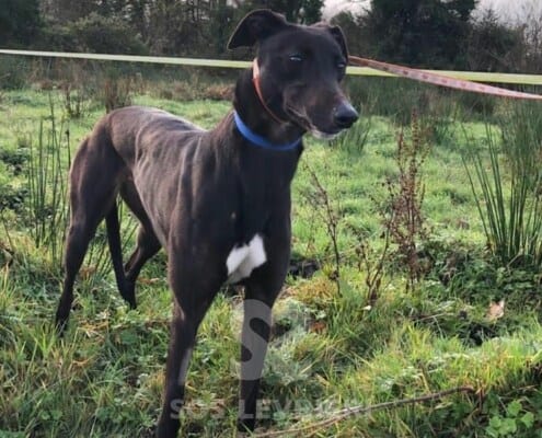 Ali 2 Greyhound