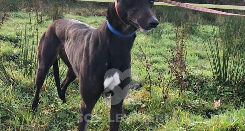 Ali 2 Greyhound