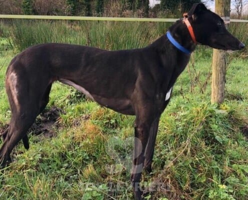 Ali 2 Greyhound