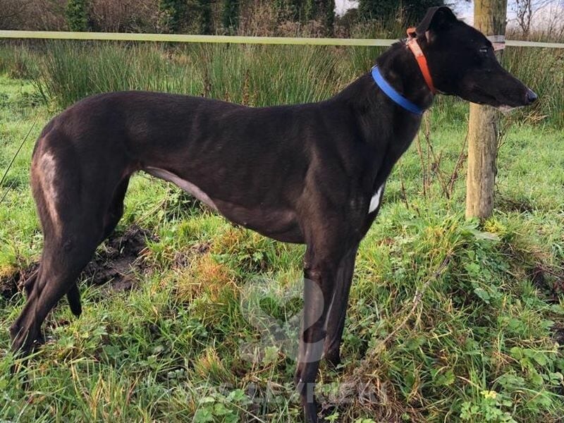 Ali 2 Greyhound