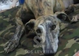 Astrea Galgo