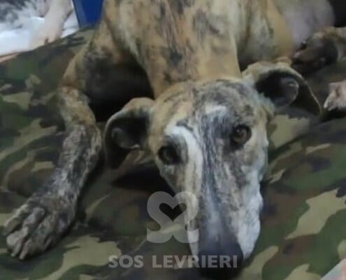 Astrea Galgo