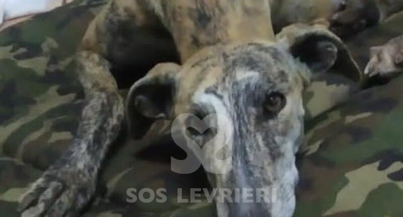 Astrea Galgo