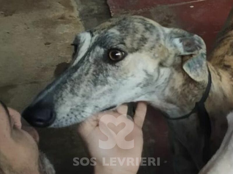 Astrea Galgo